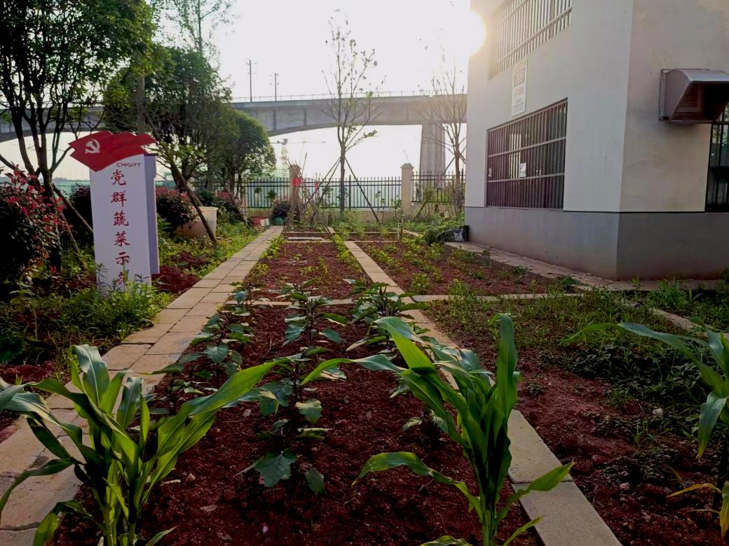 菜园(1).jpg 菜园(1).jpg
